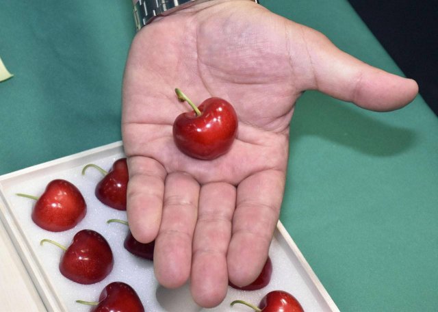 В Японии продали черешню нового сорта Aomori Heartbeat - 15 ягод обошлись в 4,4 тысячи долларов