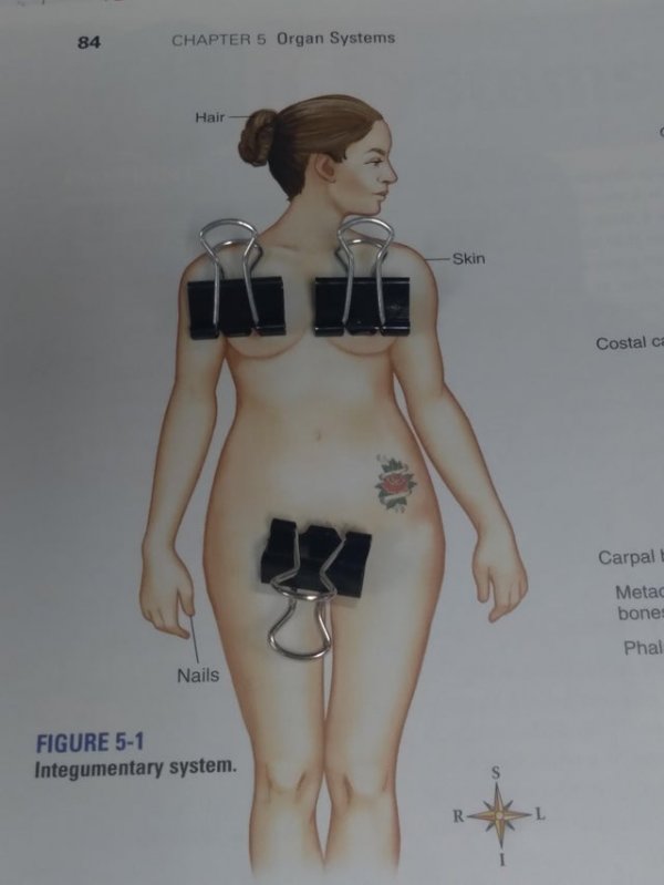 У модели из моего учебника по биологии есть татуировка