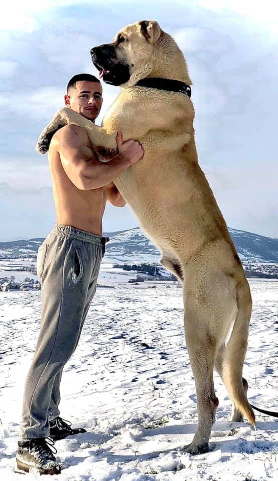 Какая порода самой большой собаки в мире