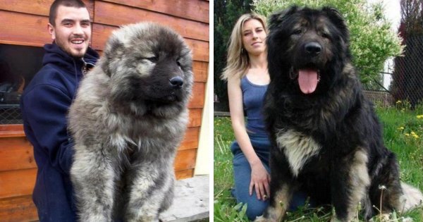 Картинку породы самых больших собак