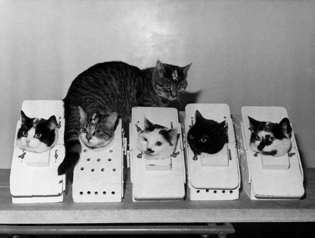 Кошки готовятся к космическому полёту в Лаборатории космических исследований, Париж, 1963 год.