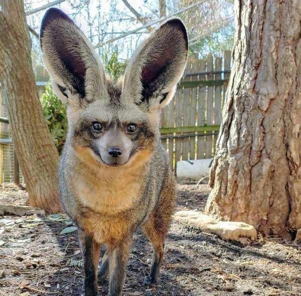 Большеухая лисица хвастается своими идеальными ушами