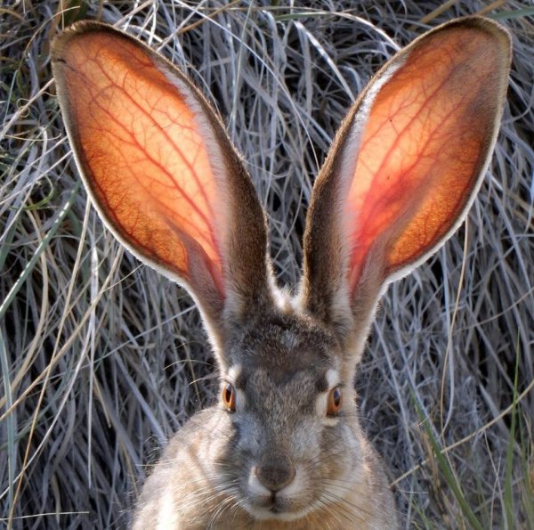 Чернохвостый заяц не стесняется своих длинных и больших ушей