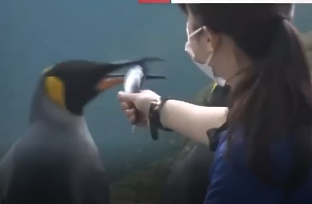 Пингвины из японского океанариума отказались есть дешевую рыбу