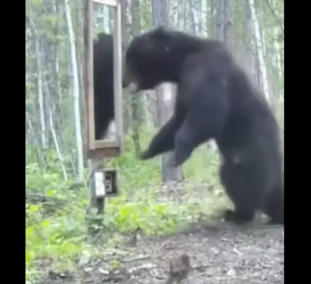 Медведю не понравилось собственное отражение