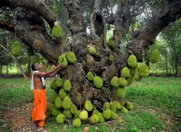 Это 200-летнее дерево джекфрута до сих пор дает 150-200 плодов в год