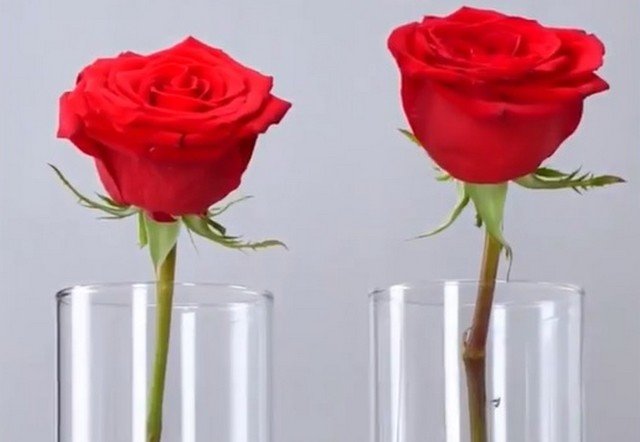 Эксперимент - в чем роза простоит дольше: в жидкости с алкоголем или сахаром