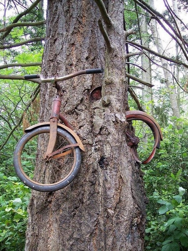 Чей-то велосипед навечно останется в дереве