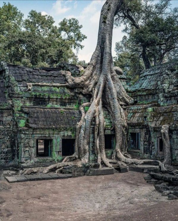 Храм Та Прум в Камбодже
