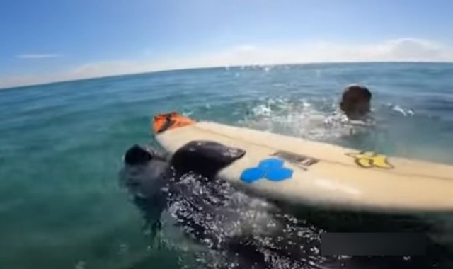 Ламантин пытается стащить у мальчика доску для сёрфинга