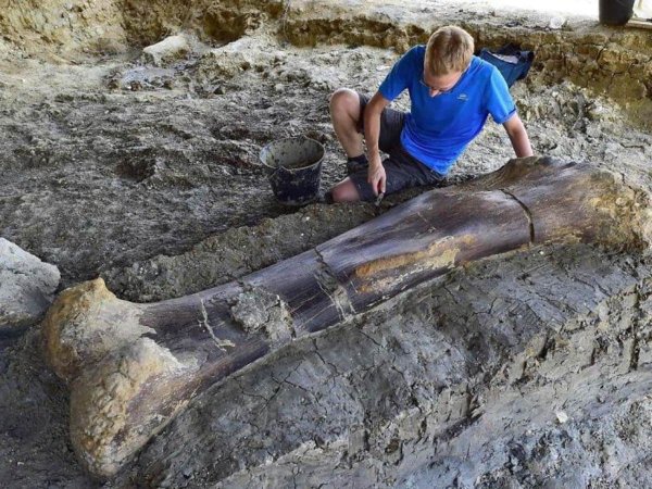 Во Франции археологи нашли кость динозавра весом 500 килограммов