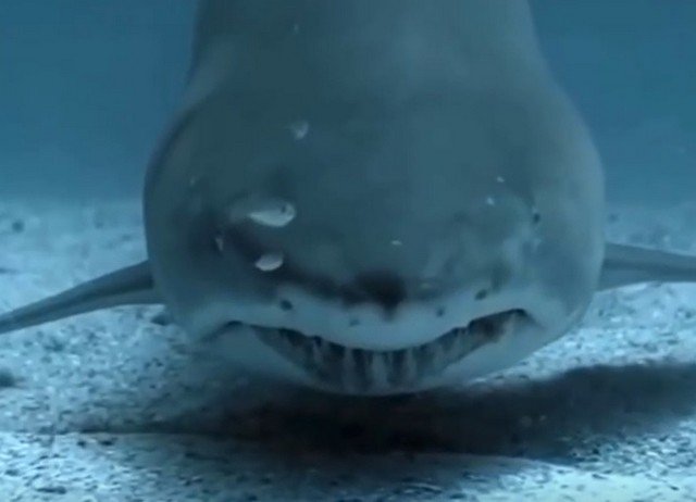 Акула - страшное и необычное создание