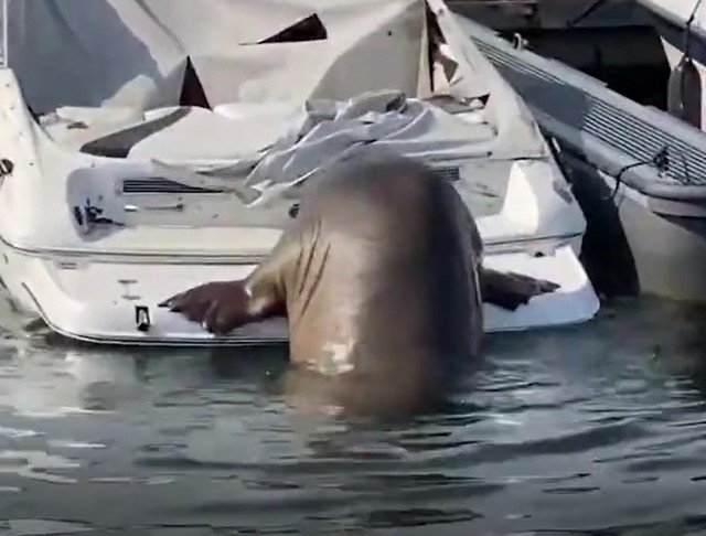 Красотка-моржиха Фрейя терроризирует порт Осло и переворачивает лодки