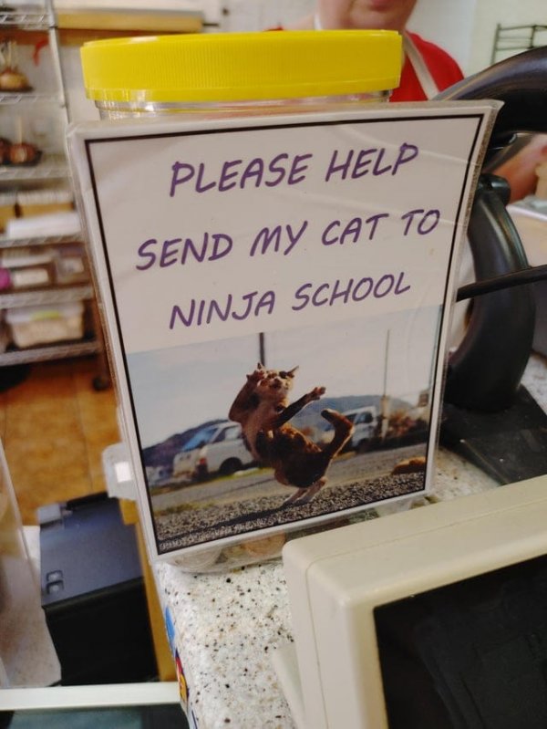 Банка с чаевыми: &quot;Пожалуйста, помогите отправить моего кота в школу ниндзя&quot;
