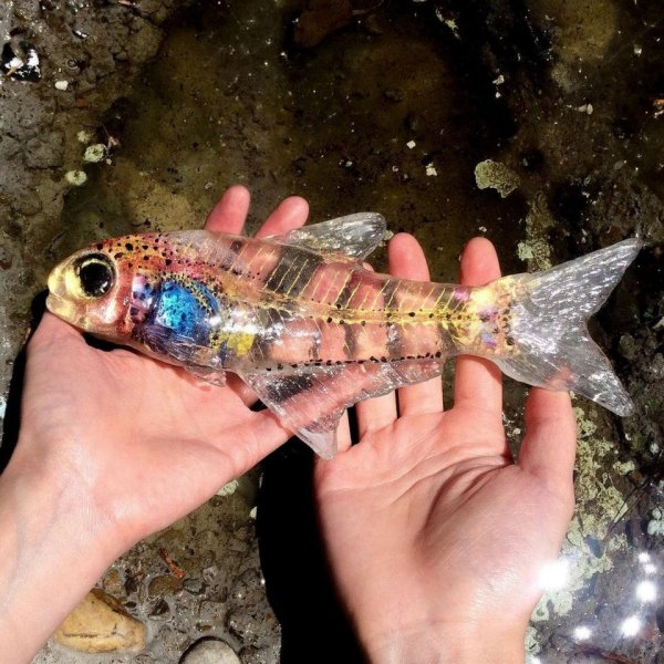 Стеклянная рыбка Cyanogaster noctivaga