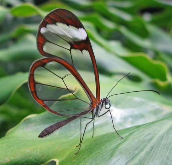 Стеклянная бабочка Грето ото