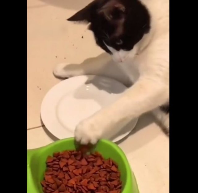 Культурный кот, который предпочитает есть из тарелки