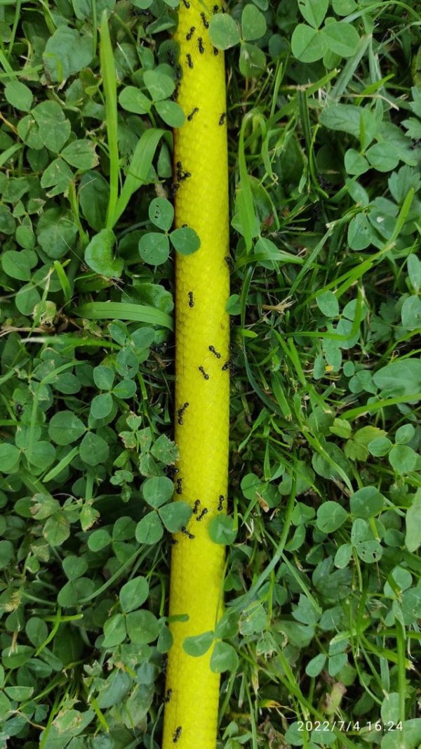 Шланг лежащий на траве может стать «шоссе» для муравьёв