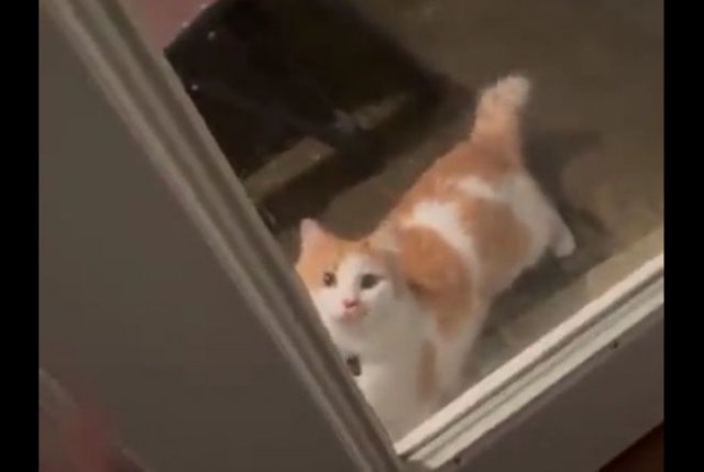 Сложные отношения кота с дверью