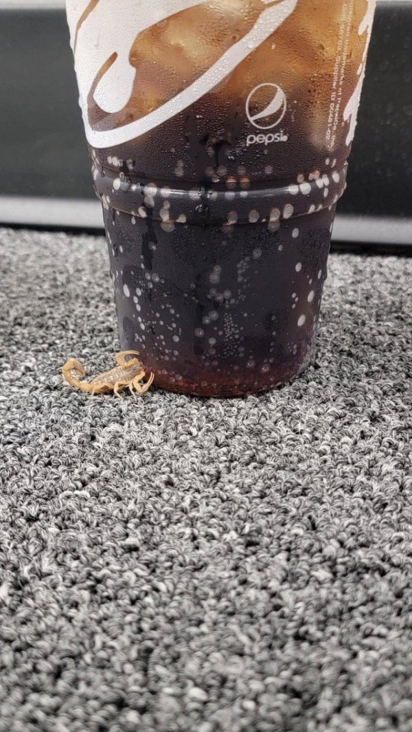 Скорпион пьёт конденсат из моего напитка