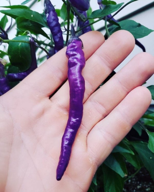 Фиолетовые острые перцы