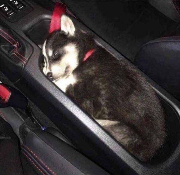 Хорошо, что в машине есть специальный держатель для собаки!