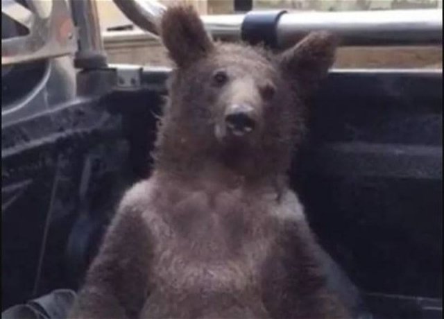 В Турции медведь объела галлюциногенного меда