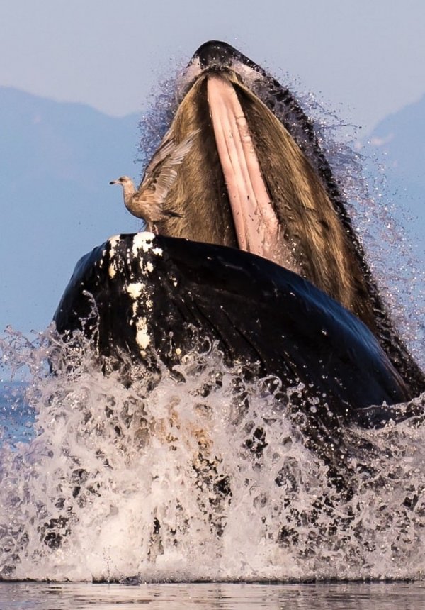 Это открытый рот горбатого кита
