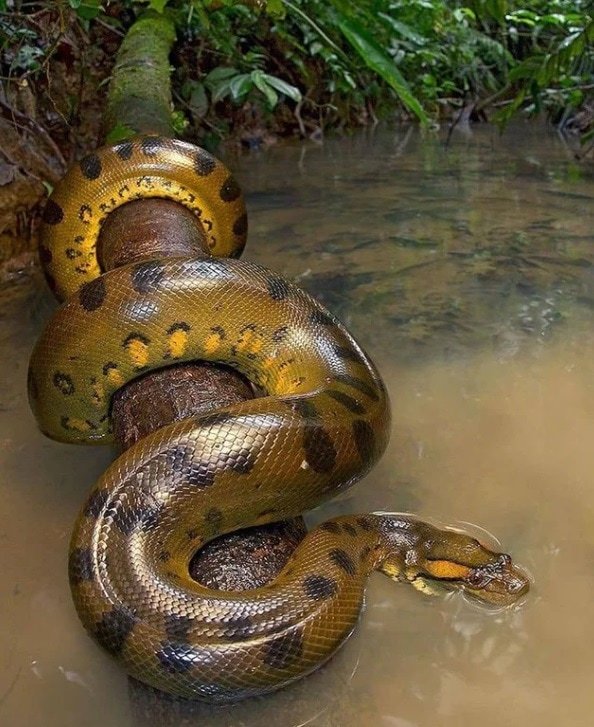 Зелёная анаконда — одна из самых больших змей на Земле