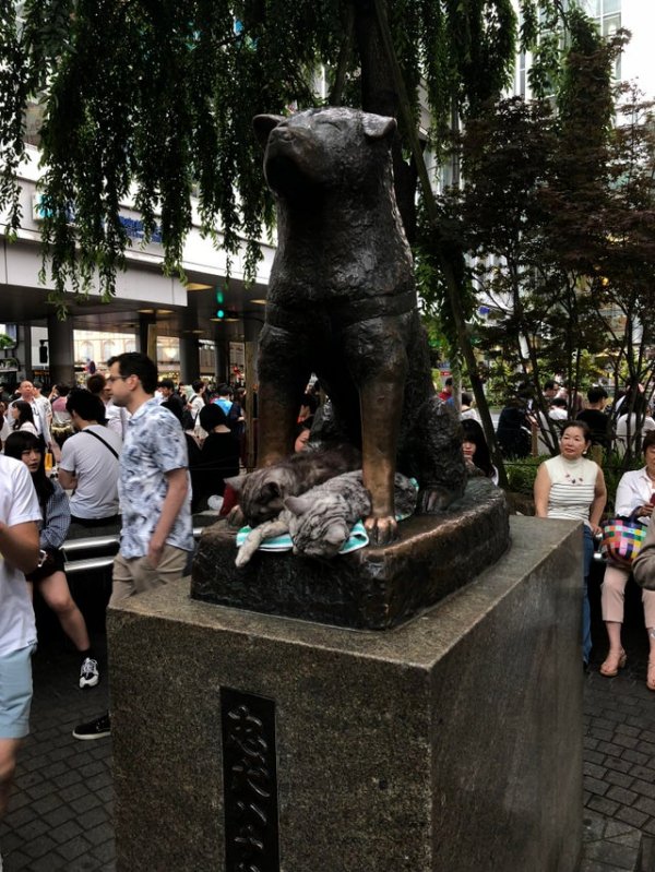 Котики уснули под статуей Хатико на станции Сибуя