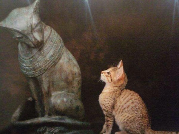 Египетский кот смотрит на своего величественного предка