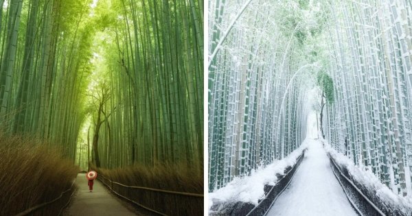 Бамбуковый лес, Япония