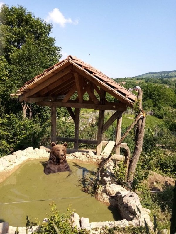 Рабочий день волонтера в медвежьем приюте в Хорватии. Следит за тем, чтобы мишка отлично проводил время