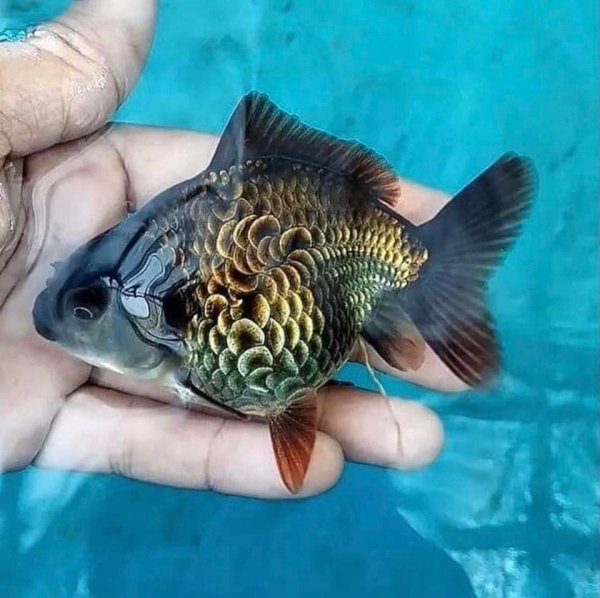 Необычная мутация чешуи золотых рыбок