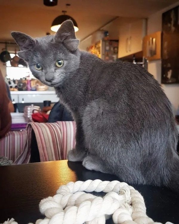 Кот с четырьмя ушами Кот с четырьмя ушами