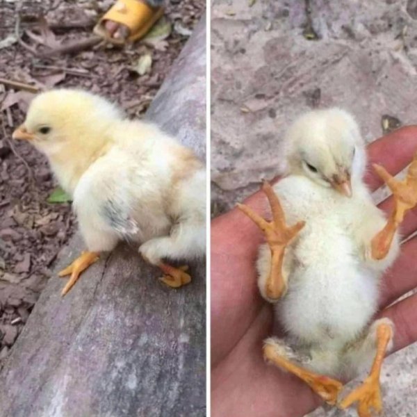 Цыплёнок с четырьмя лапами