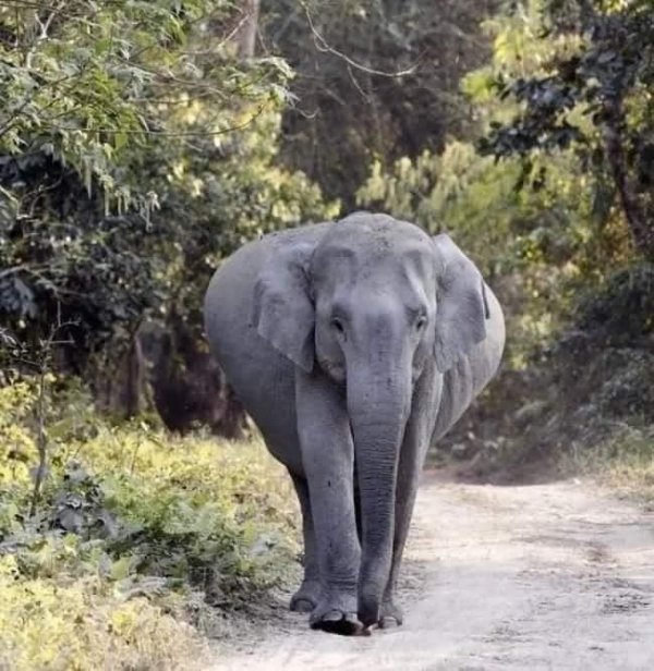 Слониха в ожидании появления на свет маленького слонёнка