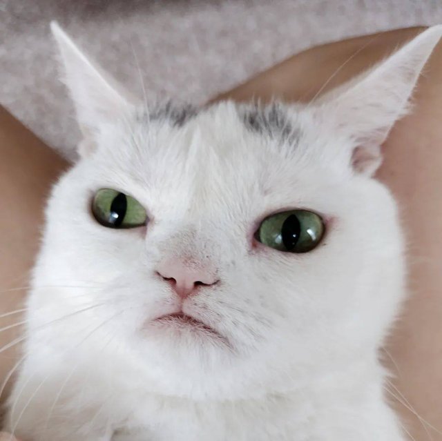 Недовольная кошка Виджет стала героем мемов и соцсетей