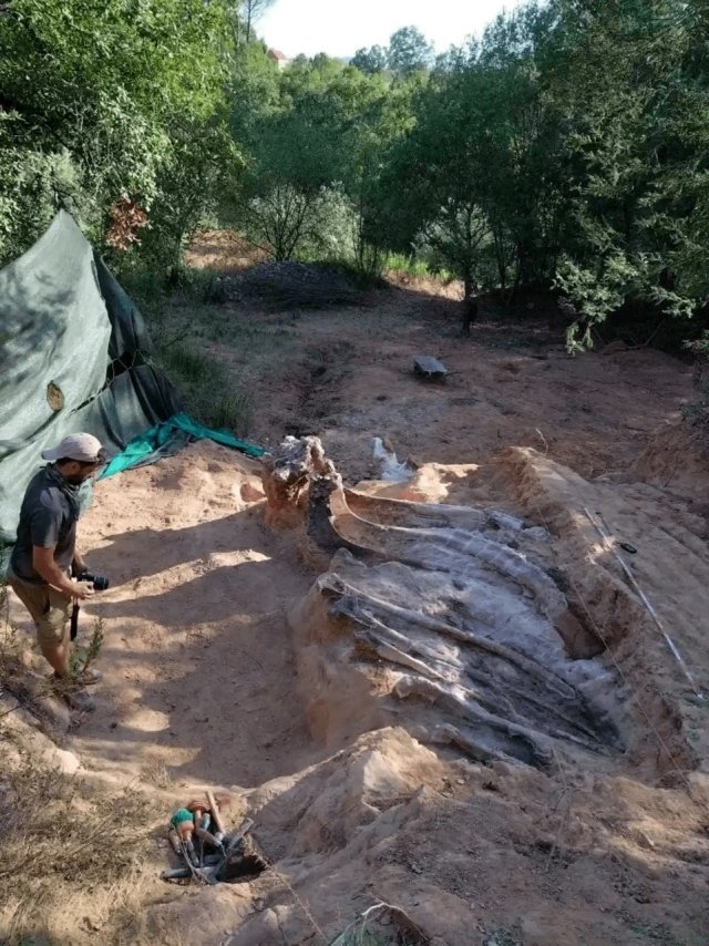 Самый большой в Европе скелет динозавра обнаружен в Португалии
