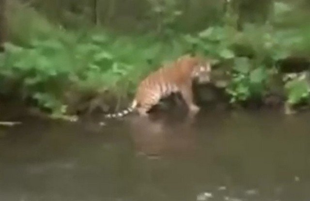 Рыбак со стальными нервами встретил тигра в Приморье