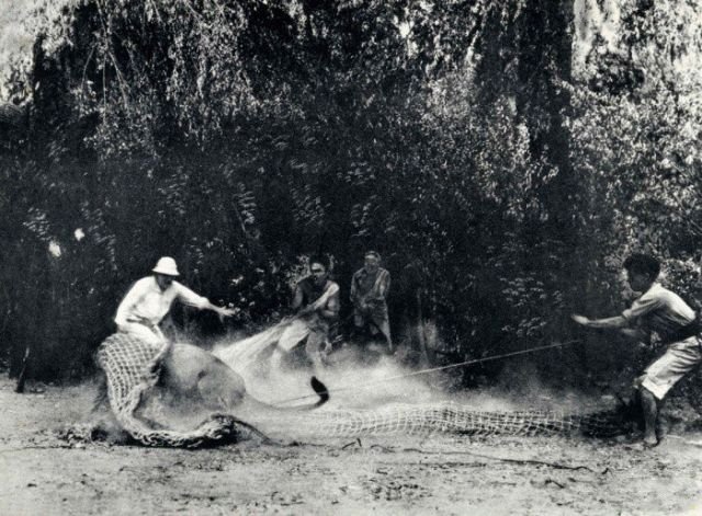 Ловля льва для европейского зоопарка, 1930 год, Африка.