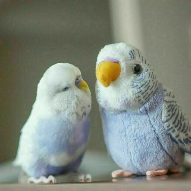 Смешные и милые попугаи
