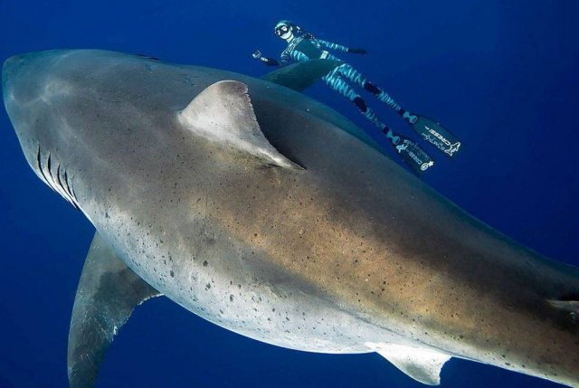 Крупнейшая белая акула, замеченная у Гавайских островов.
