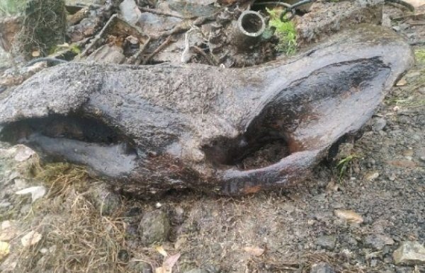 В уфимской реке нашли череп носорога, которому 8 тысяч лет