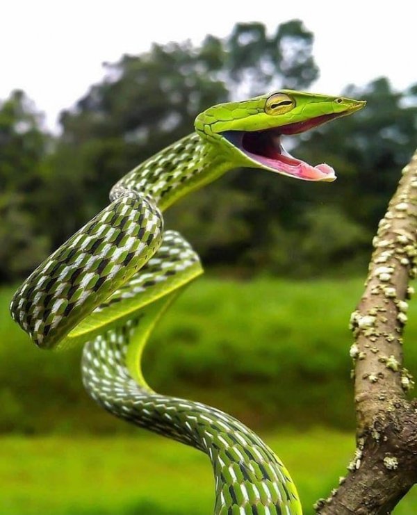 Зелёная виноградная змея любит посмеяться