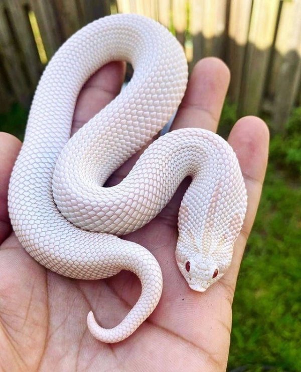 Свиноносая носатая змея-альбинос