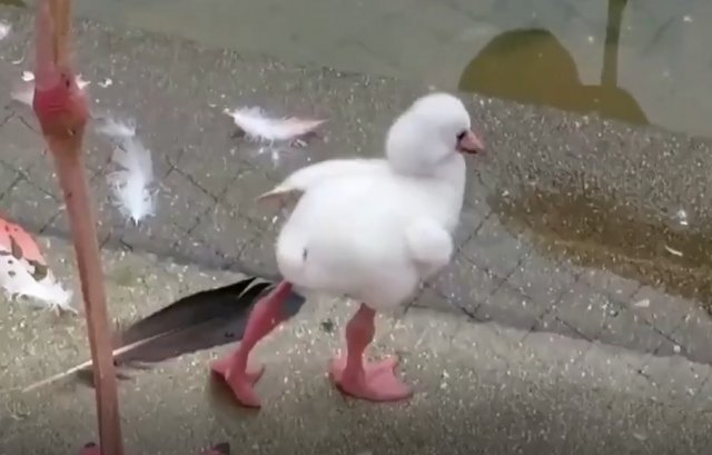 Маленький фламинго учится стоять на одной ноге