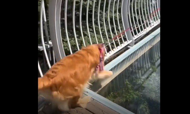 Собака, которая очень не хочет идти по этому мосту