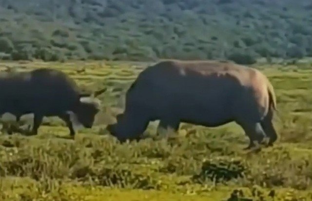 Кто сильнее - носорог или буйвол