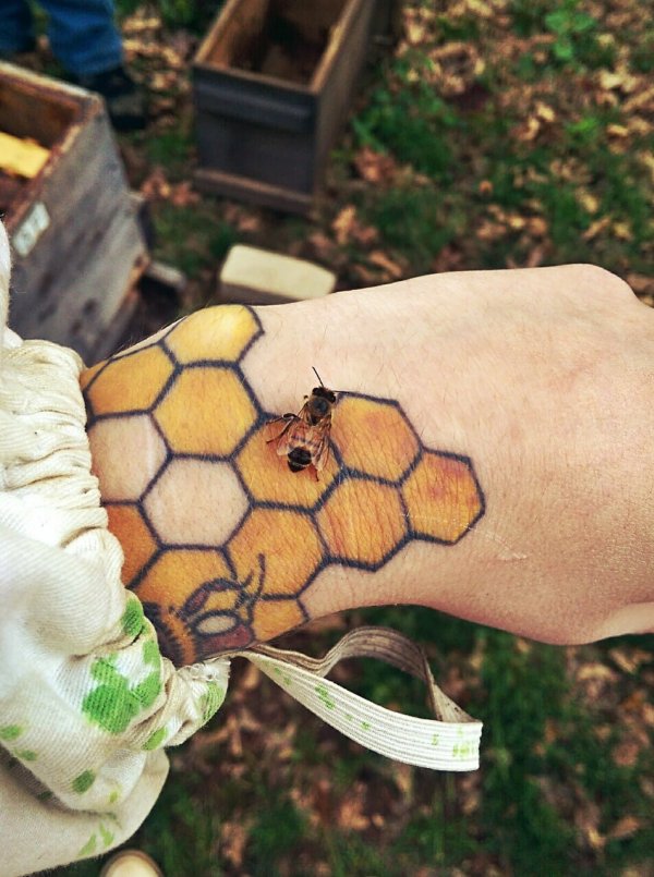 Пчела присела на татуировку в виде сот